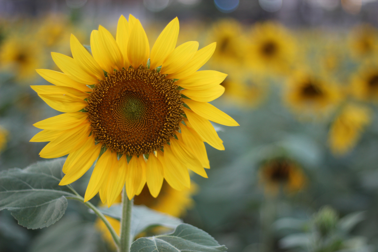 sunflower
