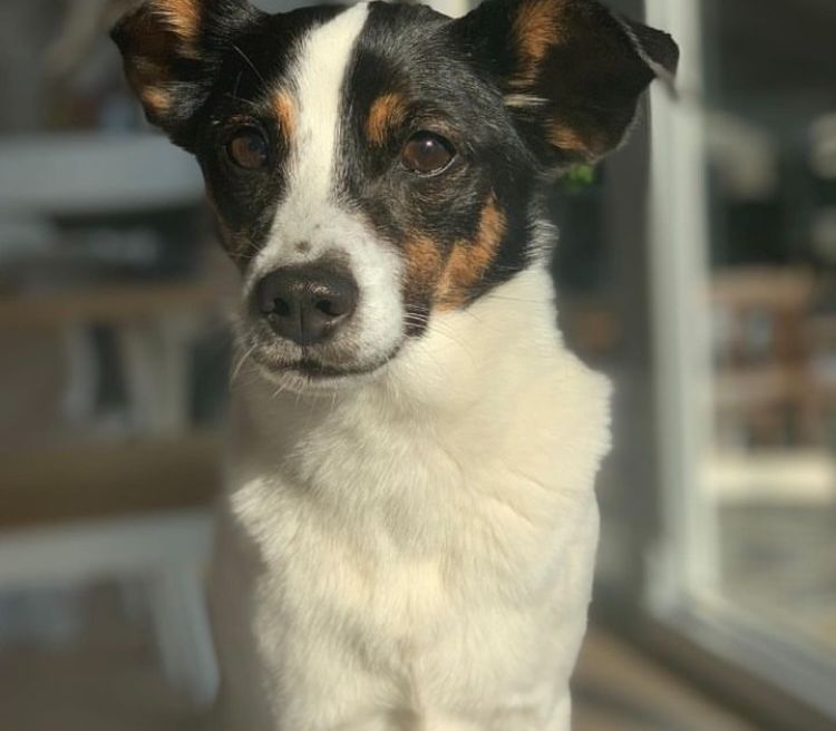 gårdshund